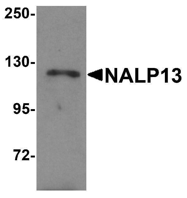 Western blot analysis of NALP13 in K562 cell lysate with NALP13 antibody at 1 μg/mL