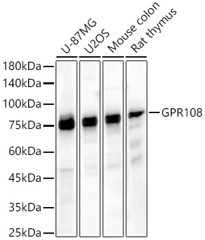 Western blot analysis of various lysates, using GPR108 antibody  at  1:2130 dilution