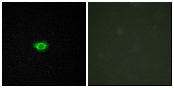 a17169 gpr108 primary antibodies if testing 1