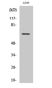 a17169 gpr108 primary antibodies wb testing 2