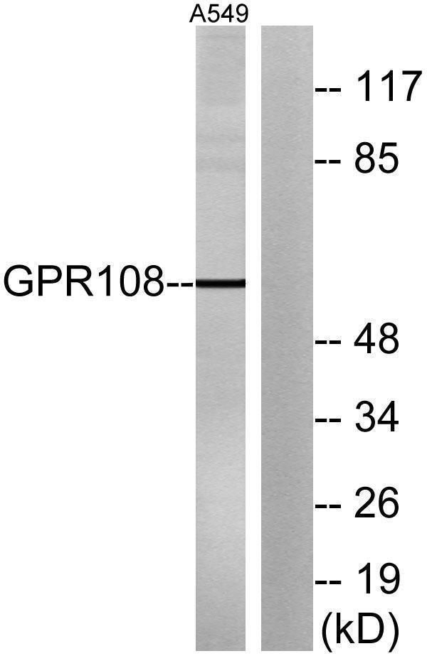 a17169 gpr108 primary antibodies wb testing 3
