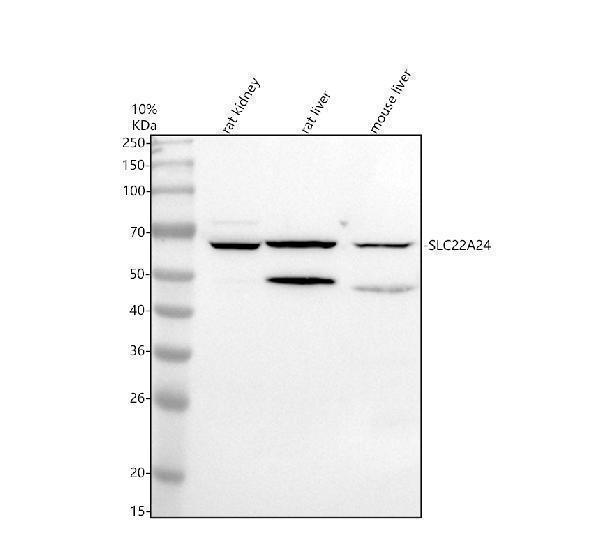 a17175 1 slc22a24 primary antibodies wb testing 1