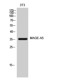 a17180 magea5 primary antibodyes wb testing 1