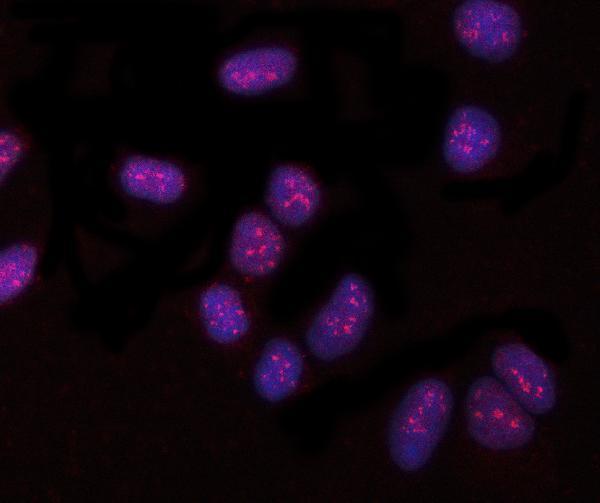  IF analysis of PYROXD1 using anti-PYROXD1 antibody (A17214-4)