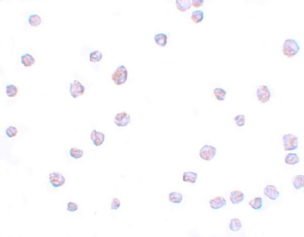 a17217 scrn3 primary antibodies icc testing 2