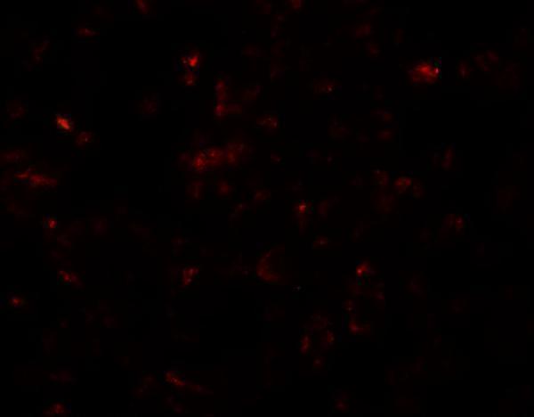 a17217 scrn3 primary antibodies if testing 3