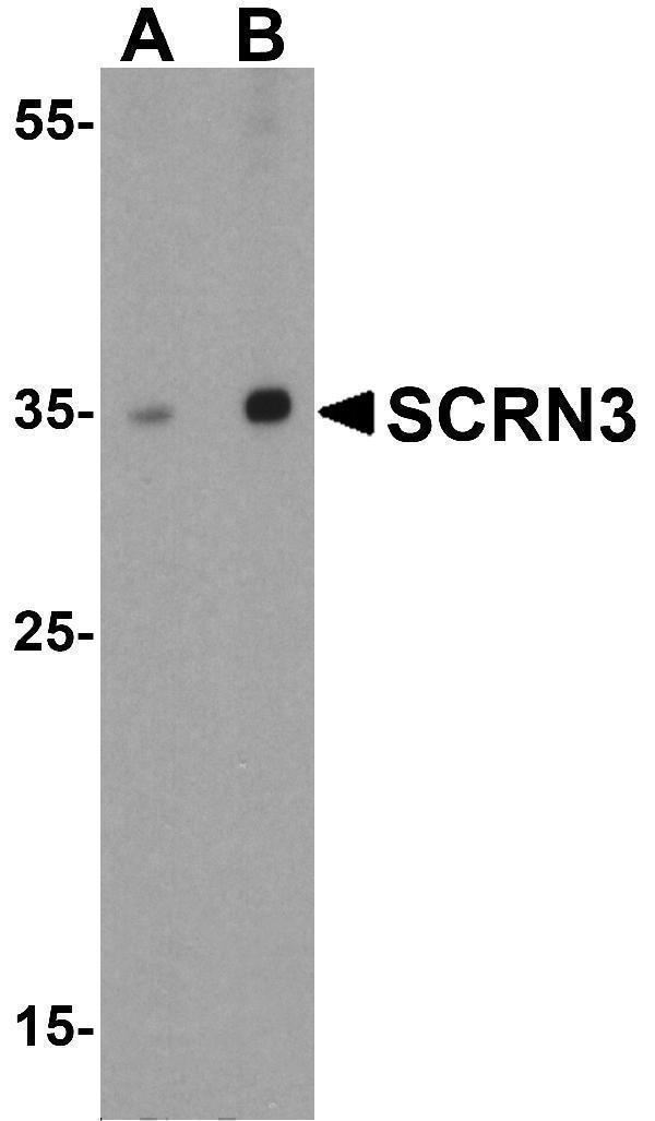 a17217 scrn3 primary antibodies wb testing 1
