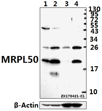 Western blot (WB) analysis of MRPL50 polyclonal antibody at 1:500 dilution
Lane1:PC12 whole cell lysate(40ug)
Lane2:AML-12 whole cell lysate(40ug)
Lane3:A549 whole cell lysate(40ug)
Lane4:HepG2 whole cell lysate(40ug)