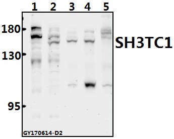 a17230 1 sh3tc1 primary antiboties wb testing 1