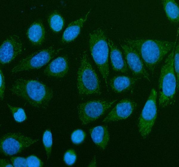 a17241 1 tmem232 primary antibodies if testing 4
