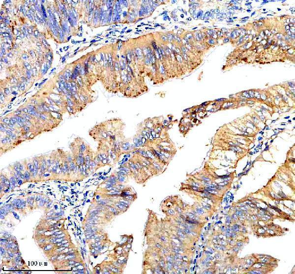 a17241 1 tmem232 primary antibodies ihc testing 3