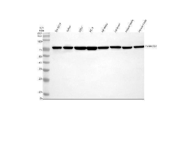 a17241 1 tmem232 primary antibodies wb testing 1