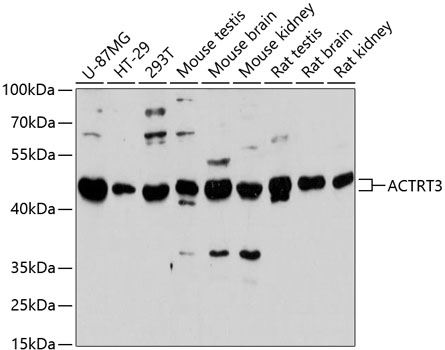 Western blot analysis of extracts of various cell lines, using ACTRT3 antibody  at 1:3000 dilution