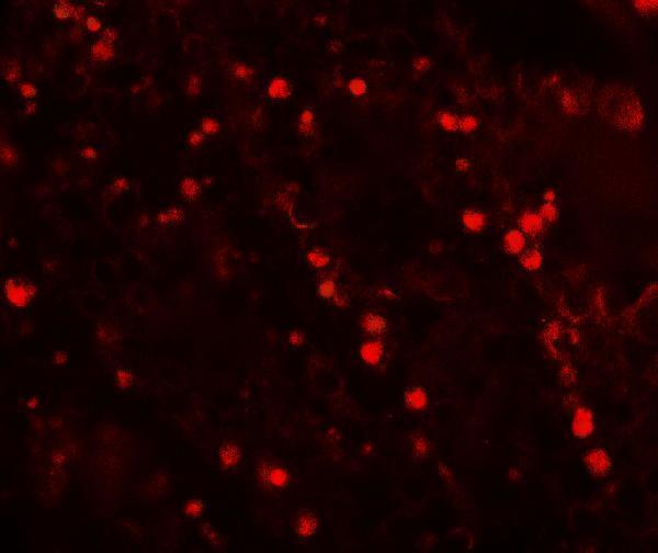 a17257 topaz1 primary antibodies if testing 3
