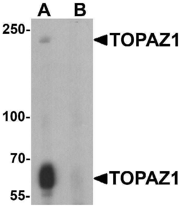 a17257 topaz1 primary antibodies wb testing 1
