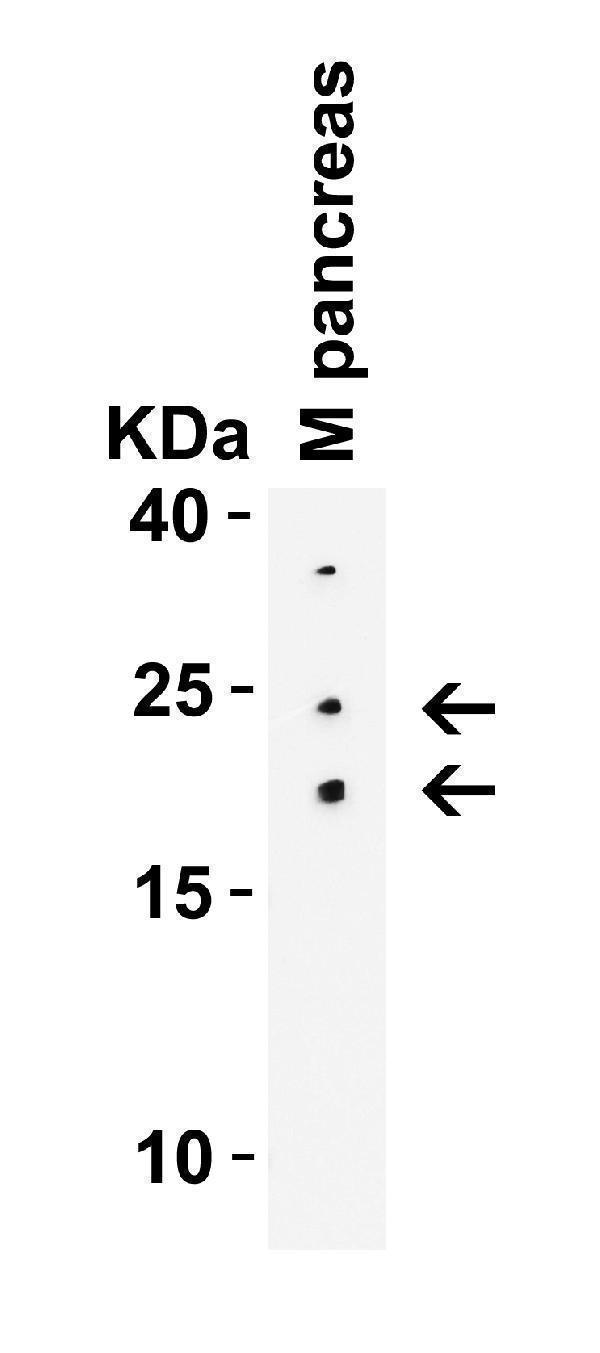 Western Blot Validation in Mouse Pancreas Tissue Lysate 
Loading: 15 μg of lysates per lane