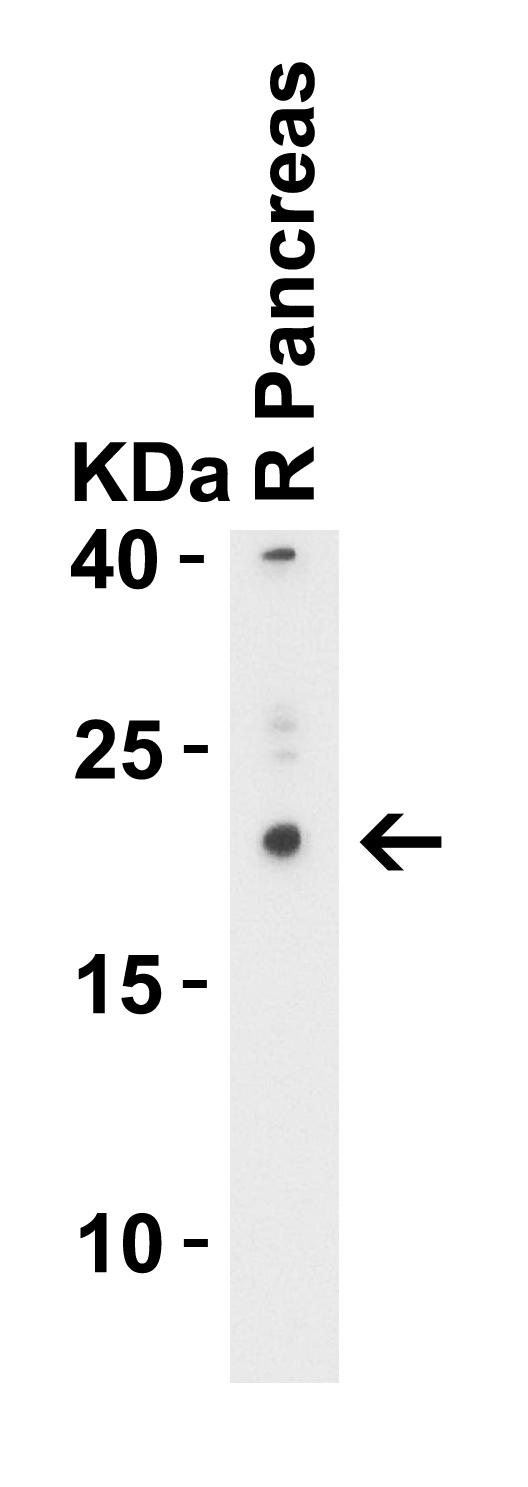 Western Blot Validation in Rat Pancreas Lysate
Loading: 15 μg of lysates per lane