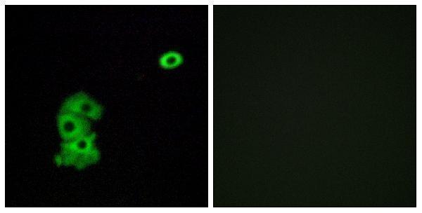 a17267 or4c6 primary antibodies if testing 1