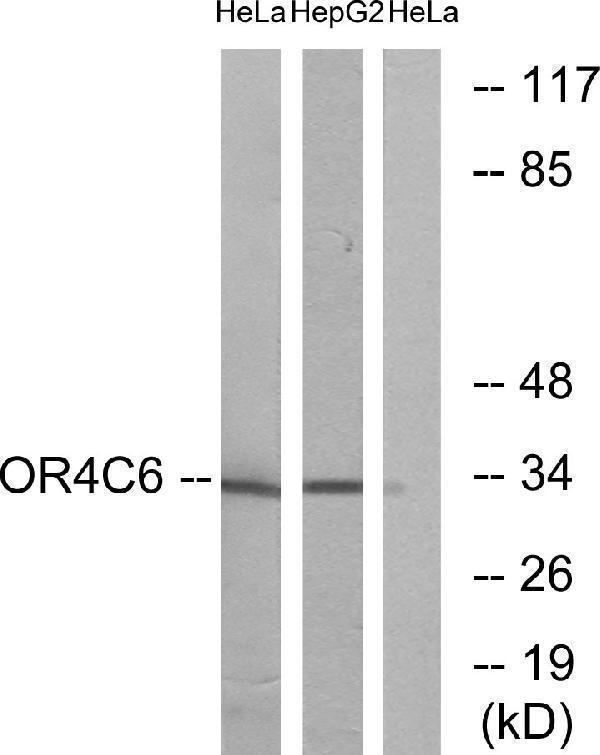 a17267 or4c6 primary antibodies wb testing 3