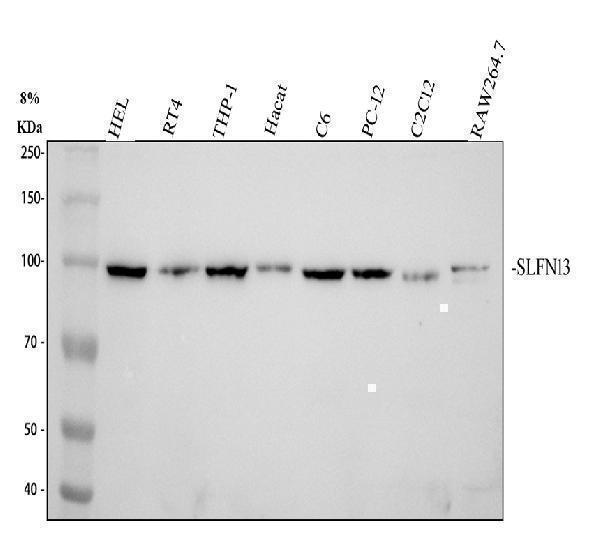 a17269 slfn13 primary antibodies wb testing 1_1