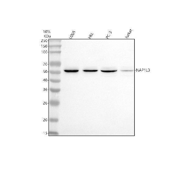  Western blot analysis of NAP1L3 using anti-NAP1L3 antibody (A17289)