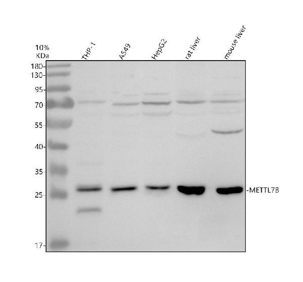 Western blot analysis of METTL7B using anti-METTL7B antibody (A17310-1)