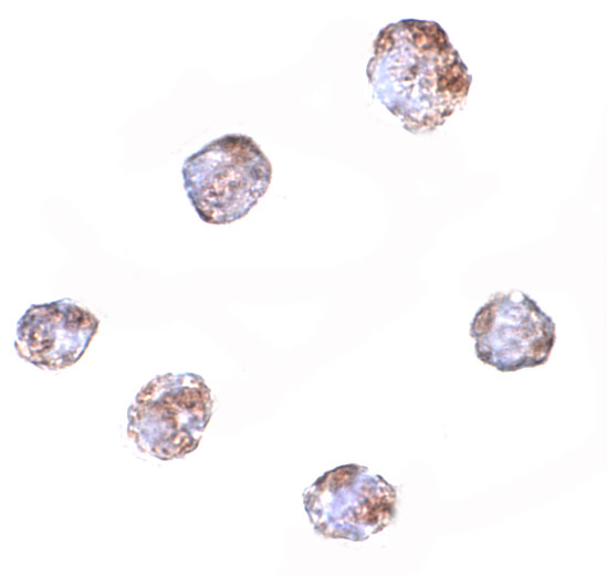 a17313 rgs21 primary antibodies icc testing 2