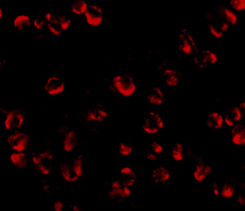 a17313 rgs21 primary antibodies if testing 3