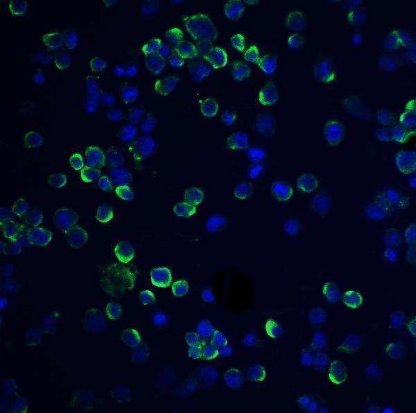 a17313 rgs21 primary antibodies if testing 4