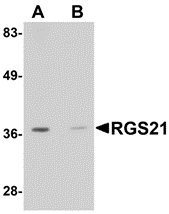 a17313 rgs21 primary antibodies wb testing 1