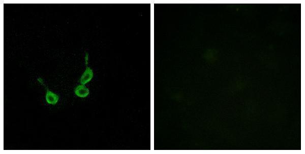 Immunofluorescence analysis of HepG2 cells, using GPR150 Antibody