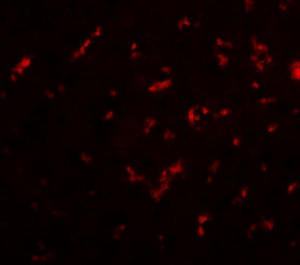 a17321 drgx primary antibodies if testing 2