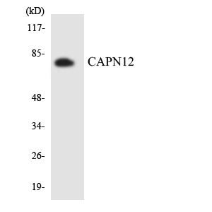 Western blot analysis of the lysates from K562 cells using CAPN12 antibody