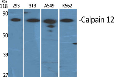 Western Blot analysis of various cells using Calpain 12 Polyclonal Antibody