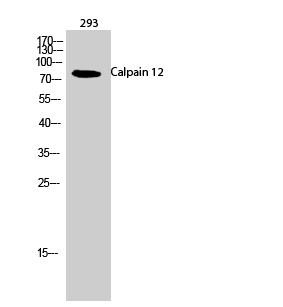 Western Blot analysis of 293 cells using Calpain 12 Polyclonal Antibody