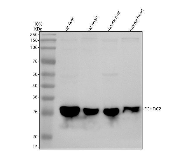 a17328 1 echdc2 primary antibodies wb testing 1