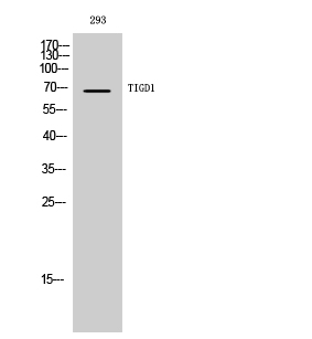 a17411 tigd1 primary antibodyes wb testing 1