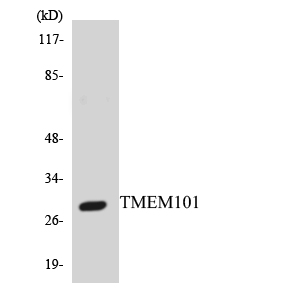Western blot analysis of the lysates from HepG2 cells using TMEM101 antibody