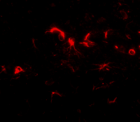 Immunofluorescence of NIPSNAP3B in mouse brain tissue with NIPSNAP3B antibody at 5 μg/mL