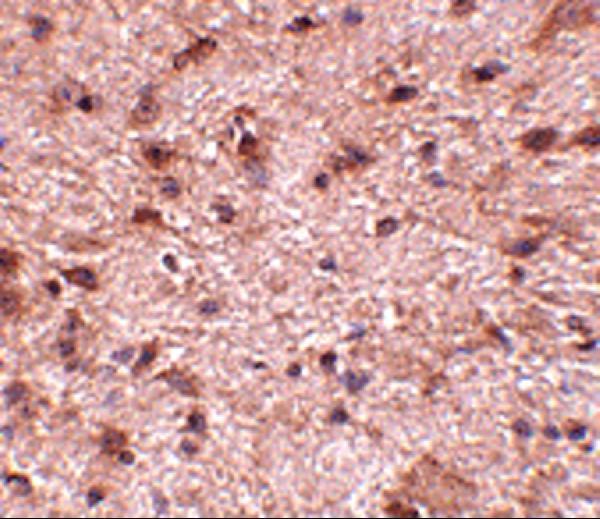 Immunohistochemistry of NIPSNAP3B in mouse brain tissue with NIPSNAP3B antibody at 2
