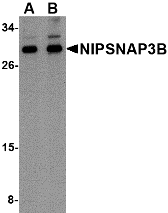Western blot analysis of NIPSNAP3B in mouse brain tissue lysate with NIPSNAP3B antibody at (A) 1 and (B) 2 μg/mL