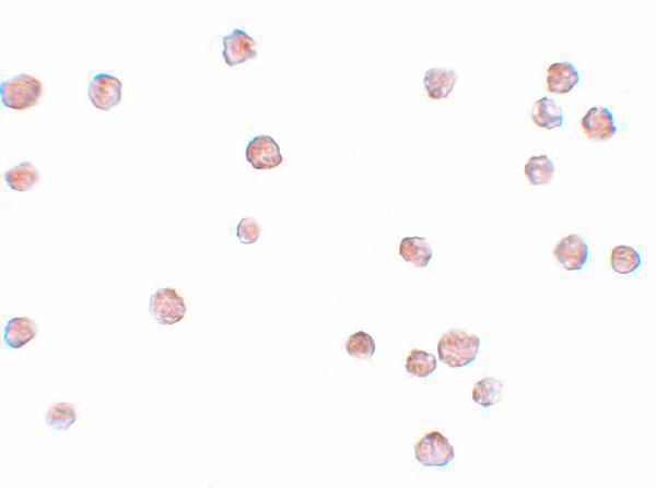 Immunocytochemistry of LYRM2 in A549 cells with LYRM2 antibody at 20 μg/mL