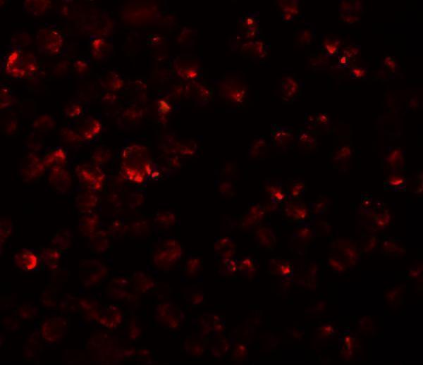 Immunofluorescence of LYRM2 in A549 cells with LYRM2 antibody at 20 μg/mL