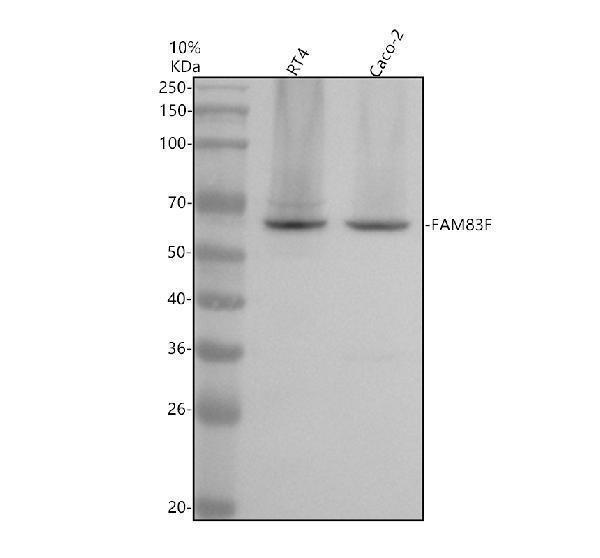 Western blot analysis of FAM83F using anti-FAM83F antibody (A17465-1)