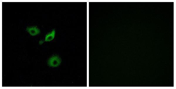 Immunofluorescence analysis of A549 cells, using OR10AD1 Antibody