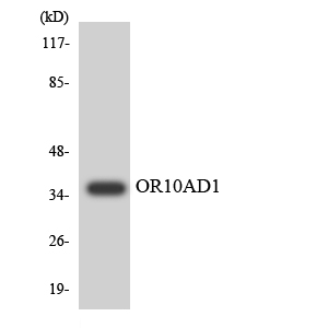 a17523 or10ad1 primary antibodies wb testing 4