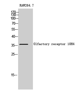 Western Blot (WB) analysis of Raw 264