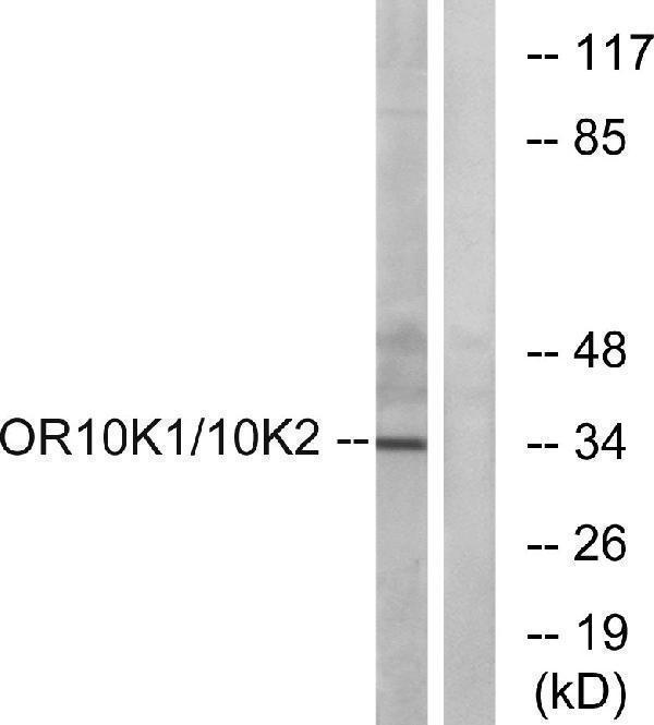 a17529 or10k1 primary antibodies wb testing 2
