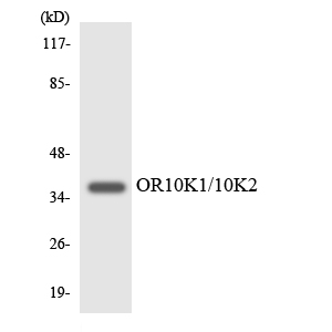 a17529 or10k1 primary antibodies wb testing 3