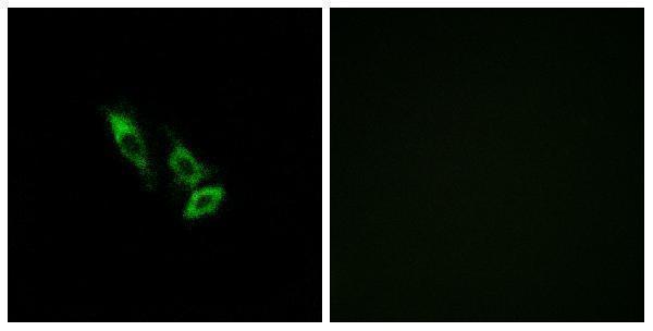 a17530 or10v1 primary antibodies if testing 1